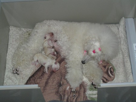 Dorly štěňátka 4. den